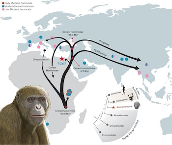 Masripithecus moghraensis y la dispersión de los homínidos coronados en el Mioceno. Crédito: Mauricio Antón