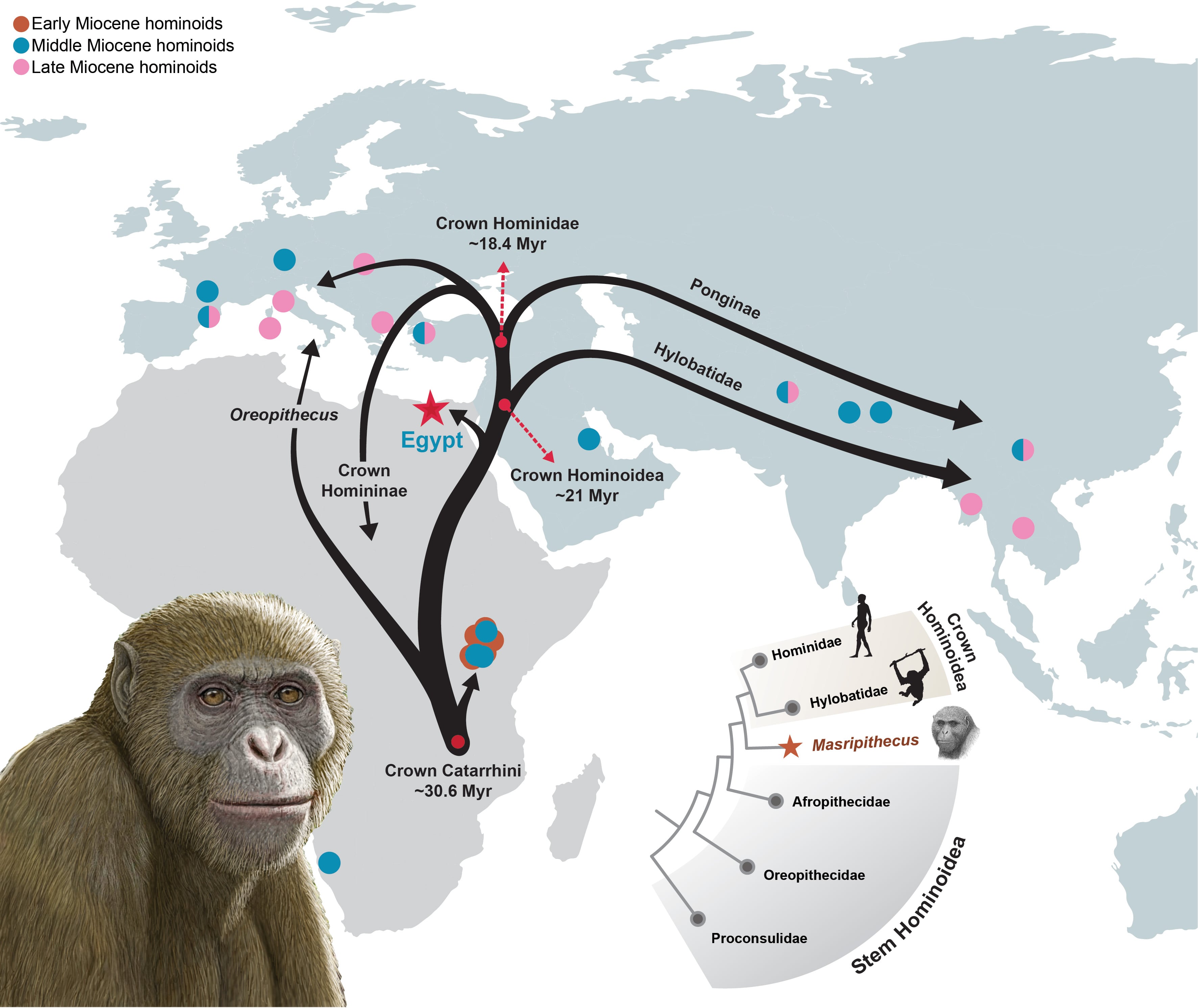 Masripithecus moghraensis y la dispersión de los homínidos coronados en el Mioceno. Crédito: Mauricio Antón