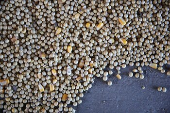 Imagen de archivo de granos