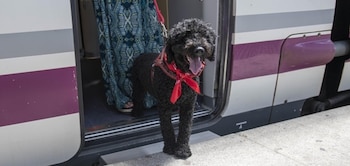 Un perro en un tren en una imagen de archivo. (Renfe/Europa Press)