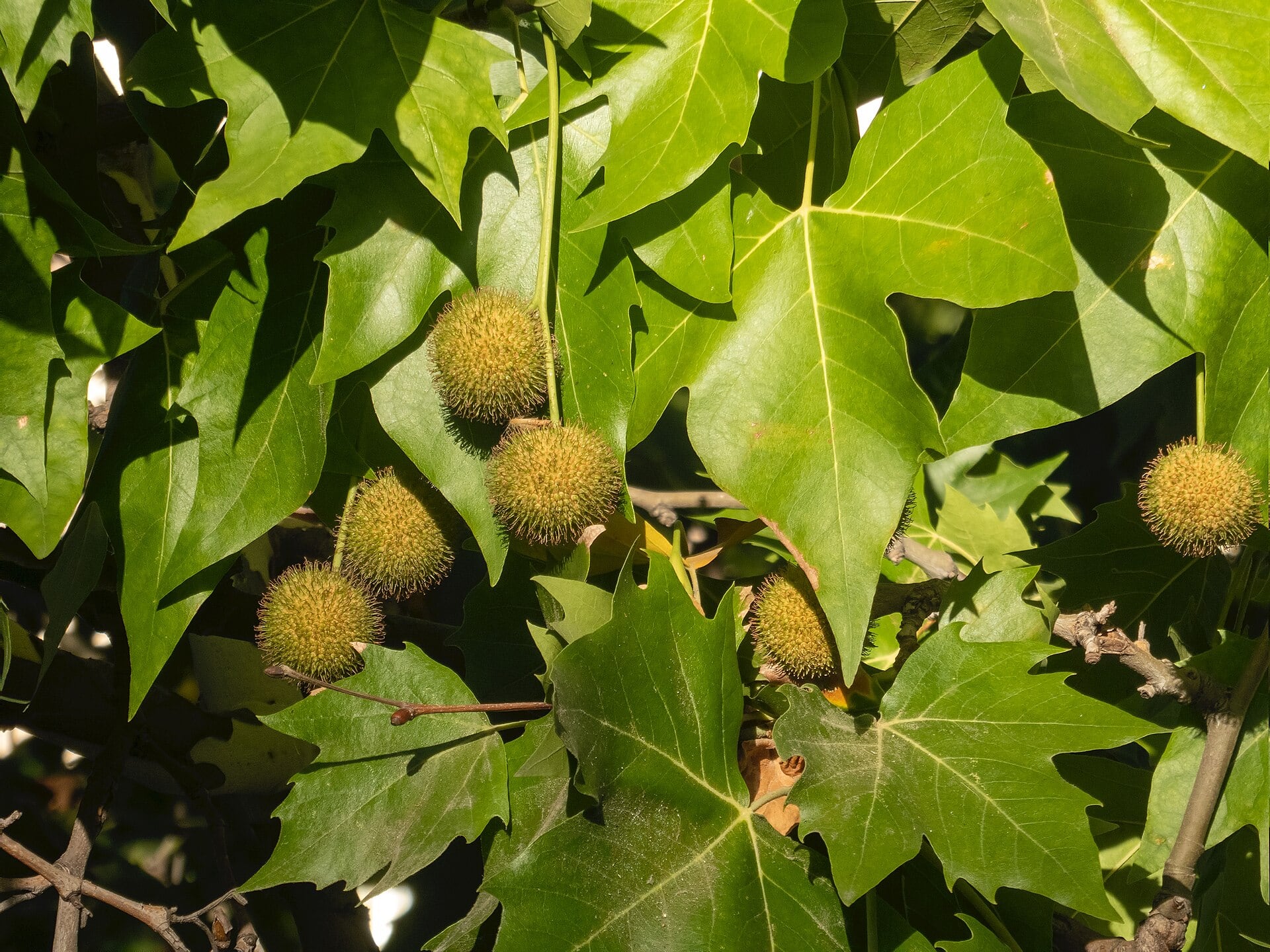 Plátano de sombra. (Luis Fernández García/Wikimedia Commons)