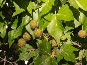 Plátano de sombra. (Luis Fernández García/Wikimedia Commons)
