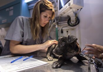 La castración temprana en la