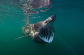 Un tiburón de gran tamaño nada en aguas verdes con la boca abierta de par en par y las hendiduras branquiales visibles