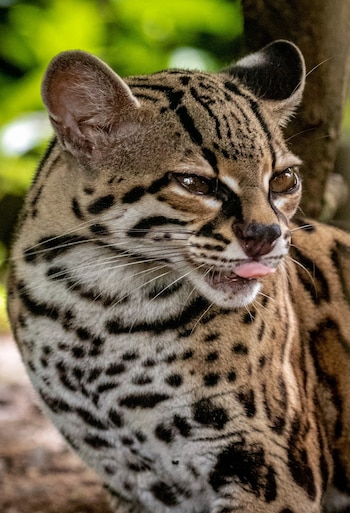 El primer censo nacional del