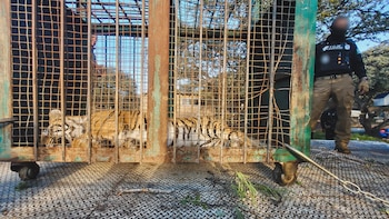 Tigre de Bengala es hallado con lesiones y deshidratación en narcocampamento de Fresnillo, Zacatecas. (Foto: Profepa)