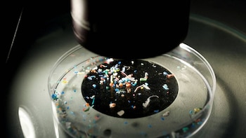 Primer plano de microplásticos de colores variados en una placa de Petri transparente con un fondo oscuro, bajo una lente de microscopio