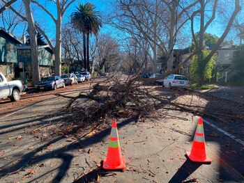 Tres ramas bloquean una calle