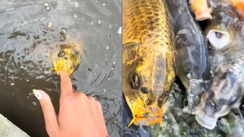 Snappy, el pez koi que