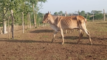 Producción de carne y de leche en Colombia está en graves problemas debido a El Niño y los incendios: los ganaderos piden ayuda