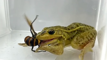 Las ranas que son capaces