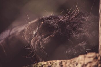 Jaguar negro en un zoológico