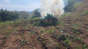 La marihuana fue incinerada
(Semar)