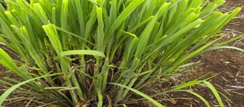 El zacate de limón ofrece