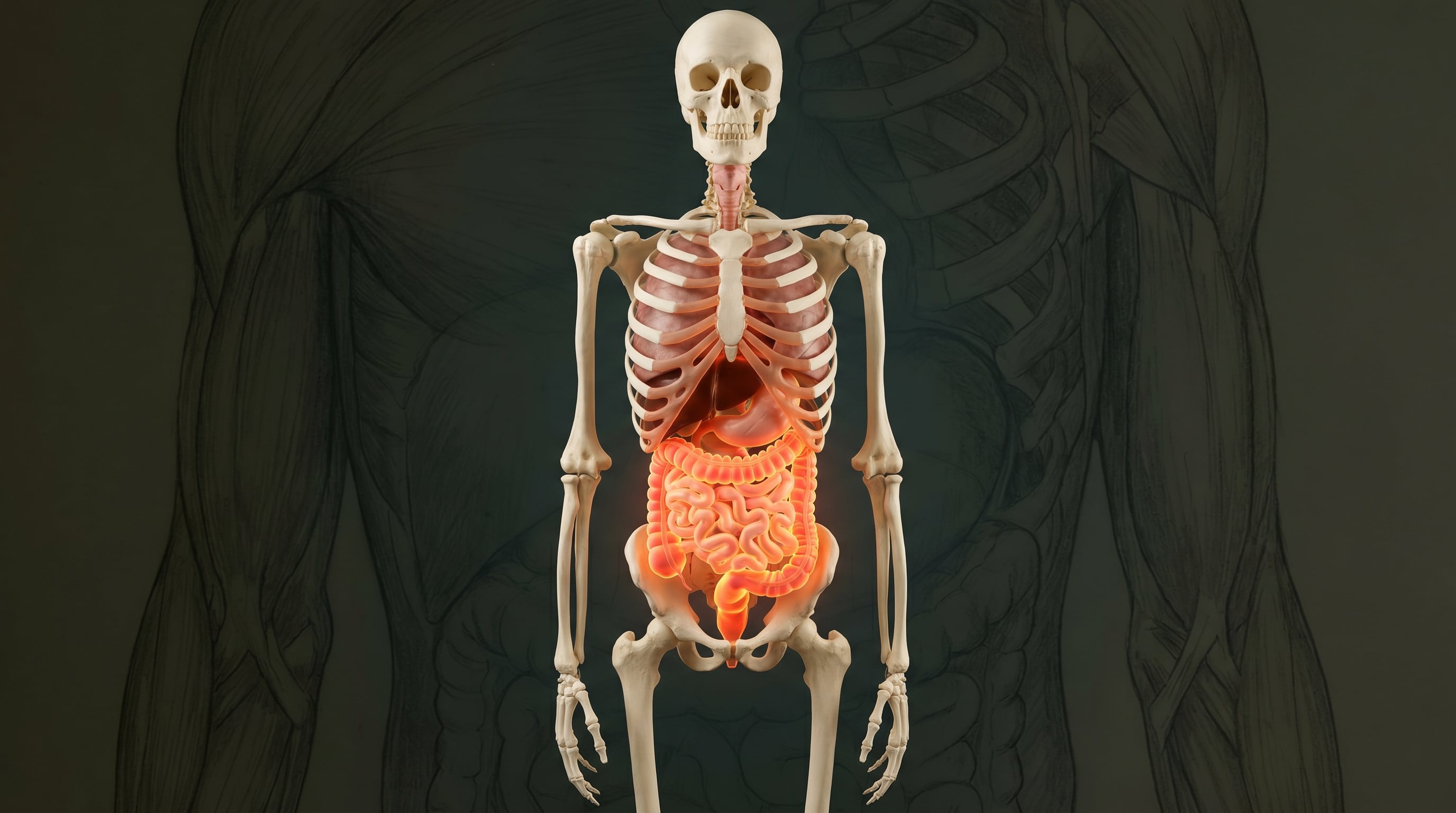 Akkermansia muciniphila muestra una relación dependiente del consumo de fibra en la dieta (Imagen Ilustrativa Infobae)