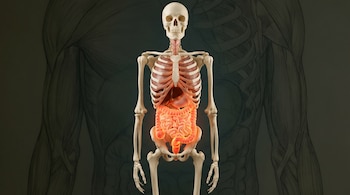 Esqueleto humano de cuerpo completo de pie. Los intestinos y otros órganos internos están iluminados en tonos anaranjados. El fondo es un dibujo de anatomía muscular.