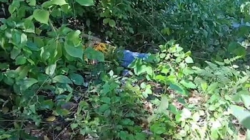 Joven muere al caer de un árbol mientras realizaba labores de poda en Honduras
