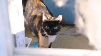 Un gato de pelaje negro, marrón y blanco con ojos verdes mira al frente a través de un marco iluminado.