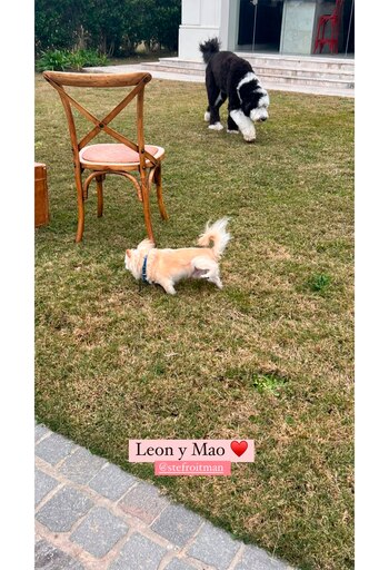 Las mascotas de las familias