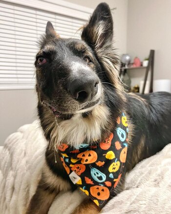 El perro ha desarrollado varios