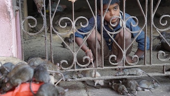 En el templo Karni Mata