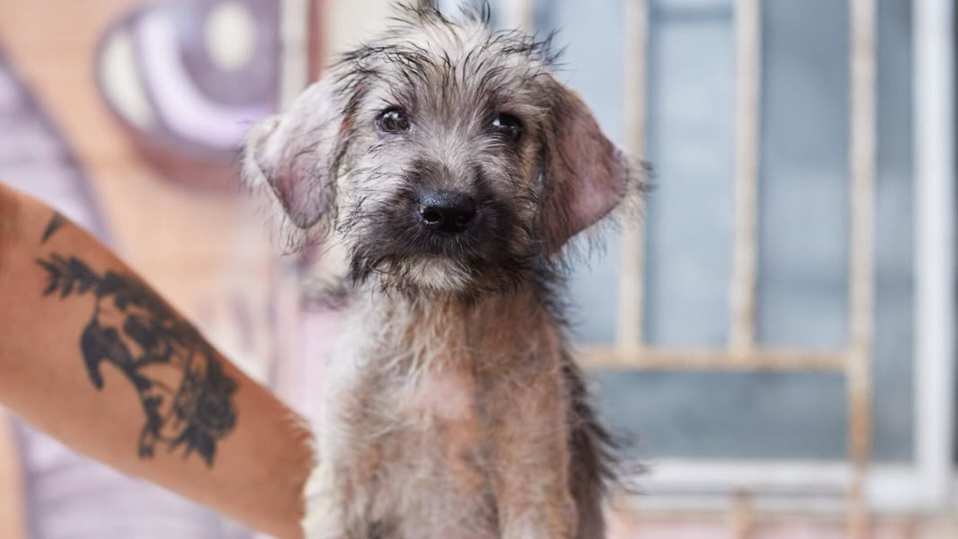 Un cachorro de pelaje hirsuto mira a la cámara mientras es sostenido en una jornada de adopción de animales rescatados en Lima, Perú.