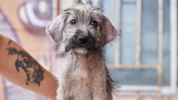 Primer plano de un cachorro gris de pelo corto y desgreñado. Es sostenido por un brazo humano con tatuajes. Fondo borroso con una pared y barras verticales