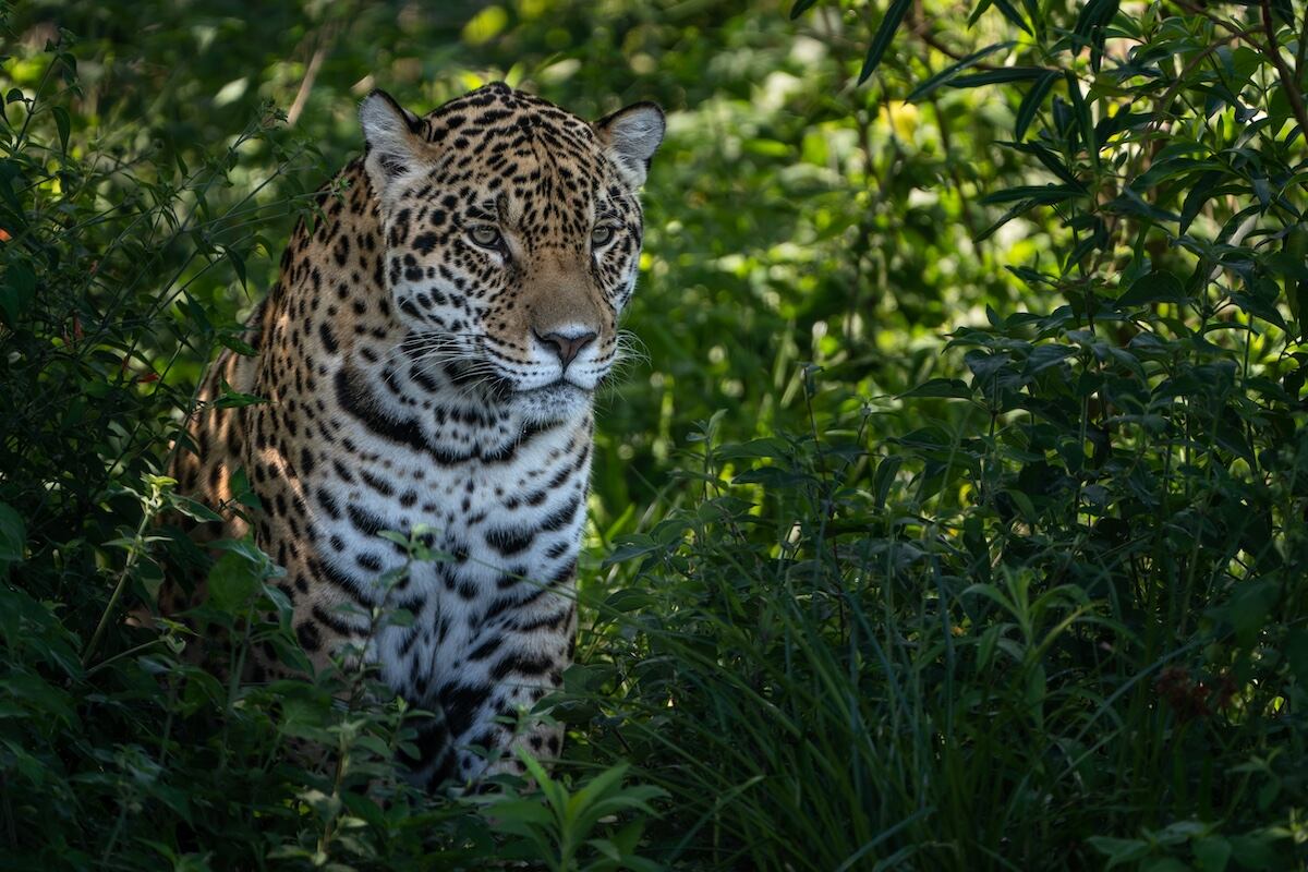 El yaguareté está en peligro crítico de extinción: en el Gran Chaco argentino quedan solo unos 20 ejemplares. En el país, alrededor de 250