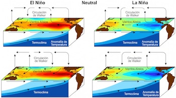 Cuatro diagramas del Océano Pacífico con anomalías de temperatura, corrientes, vientos alisios y la circulación de Walker, representando El Niño, La Niña y fase neutral.