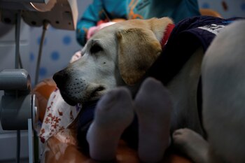 Labrador Retriever. (Karen Toro/ Reuters)