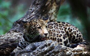 Crédito: Gerardo Ceballos/UNAM