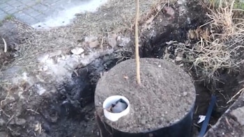 El departamento uruguayo Paysandú plantará 10.000 árboles para reducir el impacto del calor