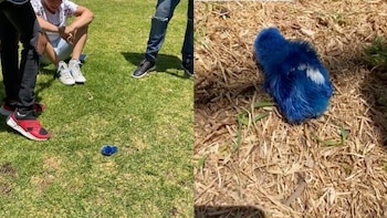 Velan pollito de colores (Tiktok)
