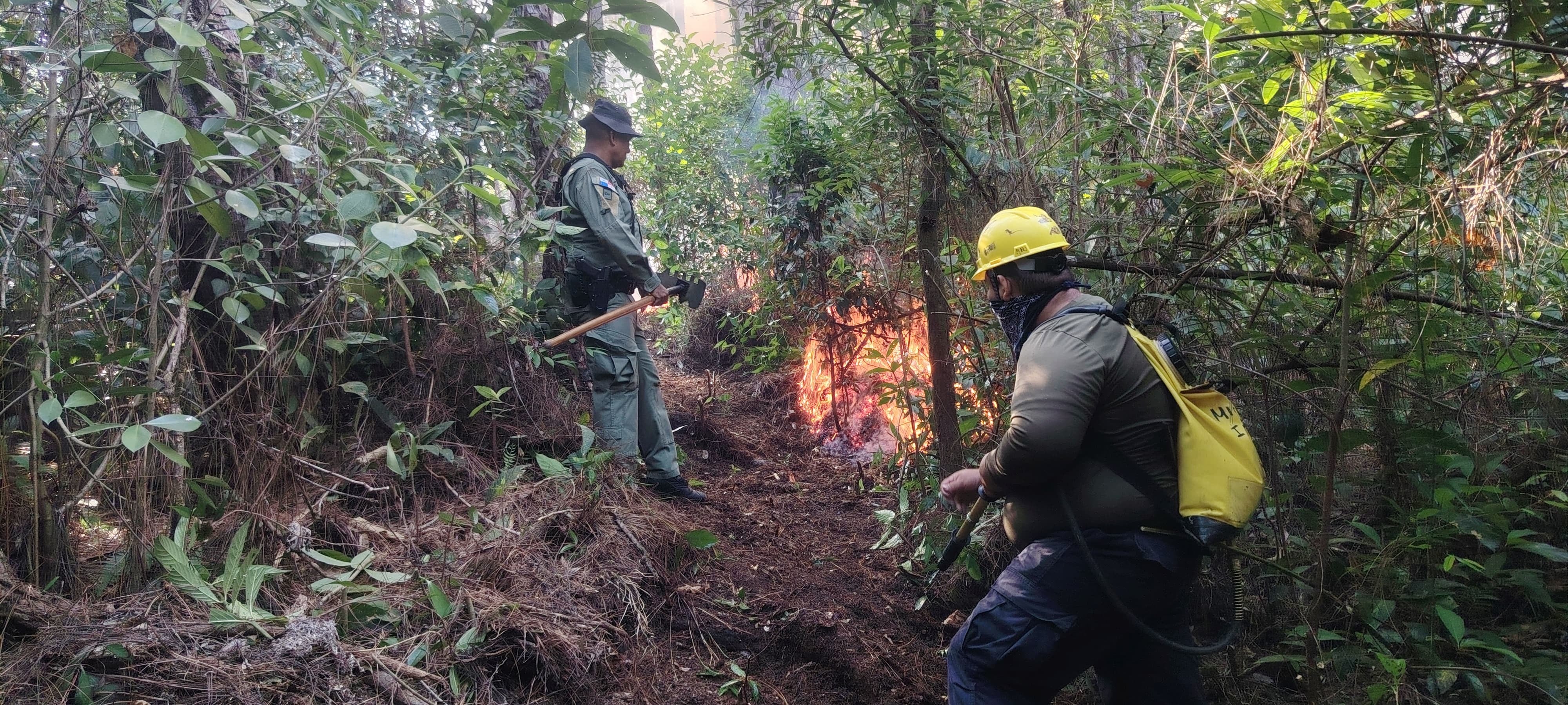 Las evaluaciones preliminares indican que más de 150 hectáreas han resultado afectadas, una cifra que podría aumentar con el avance de las inspecciones. Tomada de la PN