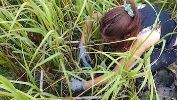 La investigación resaltó que la