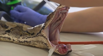 Una gran serpiente con patrón de escamas en tonos gris, amarillo y negro reposa enrollada entre hojas secas