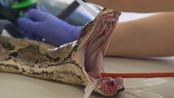 El tumor había vuelto y estaba destruyendo el hueso, pero los veterinarios tenían un plan sin precedentes: la historia de la pitón Jodie Foster
