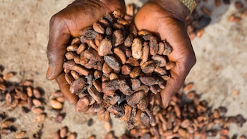 El precio internacional del cacao