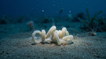Gusano blanco translúcido enrollado sobre el fondo marino arenoso con plantas acuáticas borrosas y partículas flotando en agua azul oscura.