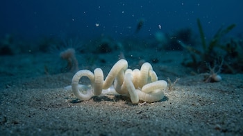 Cómo un gusano sin boca ni intestino reveló que los animales pueden alimentarse del plástico que producen las bacterias