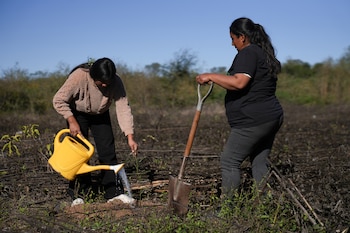 En el norte argentino, los plantines de algarrobo son fundamentales para programas provinciales de reforestación, recuperación de suelos degradados y promoción de las economías regionales