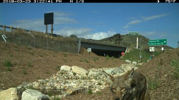 Durante una epidemia de atropellos,