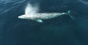 La migración de las ballenas