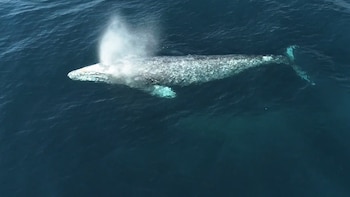 La migración de mamíferos más