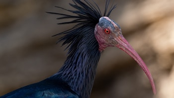 El ibis eremita, el ave que estuvo al borde de la extinción y que ahora regresa a los cielos de España: ya hay ejemplares en Cádiz y Girona