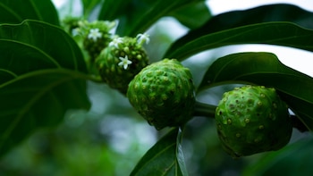 Superfruta de la juventud: así