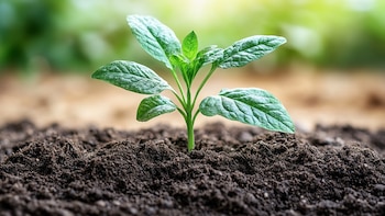 Un brote entre cenizas