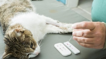 Vacunas y cuidados son esenciales