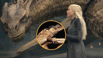 Syrax, el dragón de ‘House of the Dragon’, inspira el nombre de un lagarto recién descubierto en Tailandia