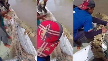 Un caimán gigante fue atrapado por pescadores en el río Magdalena: “Qué animalón”